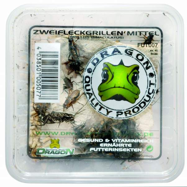 Zweifleckgrillen